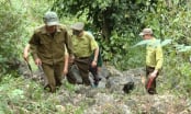 Việt Nam thuộc nhóm ‘rủi ro thấp’ về phá rừng