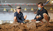 Green livestock farming trend: Effective use of biological products