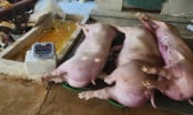 Người chăn nuôi điêu đứng vì dịch tả lợn Châu Phi