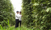 Organic pepper – good income, good for the environment