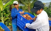 Fruit and vegetable export boom: Setting a new record
