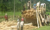 Wood processing for export under EUDR: [1] Proceeding with concerns