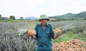 Central Vietnam’s pineapple: Tapping into natural advantages and the global value chain