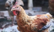 Disease-free livestock farming in wait of the Tet market: Protecting livestock during the rainy season