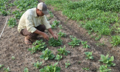 Agriculture feel the heat: [1] Thirsty crops and stressed livestock
