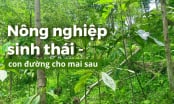 Làm giàu rừng để làm giàu từ rừng