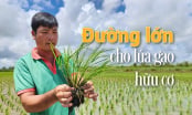 Hợp tác xã đặt mục tiêu 1.000ha tôm - lúa hữu cơ