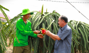 Nơi gần 90% nông dân ủng hộ trồng thanh long theo tiêu chuẩn GAP