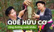 Hợp tác xã có 1.000ha quế hữu cơ