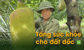 Tăng sức khỏe cho đất dốc [Bài 3]: 'Tẩm bổ' đất đồi, mít ruột đỏ đẻ ra tiền