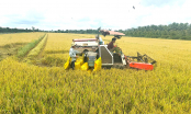 Rice production needs additional investment
