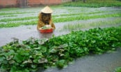 Mưa lớn khiến trên 1.000ha lúa hè thu bị ngập