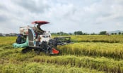 Quảng Ninh trồng 14.500ha lúa xuân, sản lượng 80.000 tấn