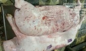 Không khởi tố vụ án đối với tố giác CP. Việt Nam bán heo bệnh