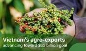 Positive pepper export outlook in Q4
