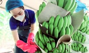 Tissue-cultured bananas on Bau Ham rocky land
