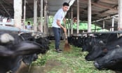 Nuôi trâu, bò nhốt chuồng hiệu quả tăng hẳn