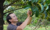 Chiêm ngưỡng vườn măng cụt siêu đẹp
