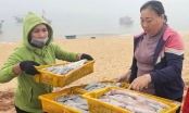 Được mùa ruốc và mực, ngư dân kiếm vài triệu đồng mỗi chuyến biển