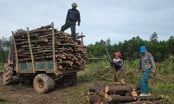 Rừng thông hàng chục năm tuổi bị chặt hạ