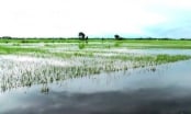 Quảng Trị có 18.000ha lúa hè thu nguy cơ phải gieo lại