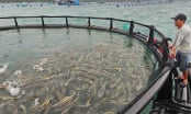 Advanced mariculture – an inevitable trend: [2] Outstanding results