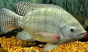 Đừng ác với cá rô phi!