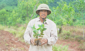 Dân kêu trời vì giống cà phê kém chất lượng