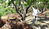 Hồi sinh 'đất chết' thành trang trại xoài hữu cơ trĩu quả