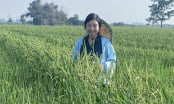 Người đàn bà khóc cùng lúa lai