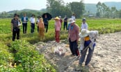 Nhìn thẳng vào ‘sức khỏe’ nhà khoa học: [Bài 4] Bươn chải ‘chân trong chân ngoài’