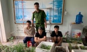 Phát hiện 317 cây cần sa trong nhà dân