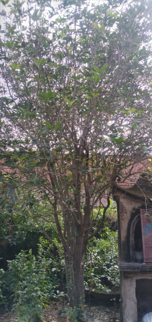 Cây hoa mộc của nhà ông Nguyễn Văn Hoa.