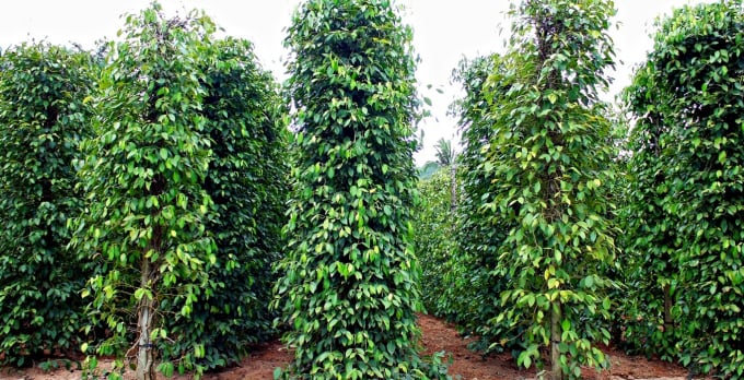A pepper farm in Phu Quoc Island in the southern province of Kien Giang in Vietnam.