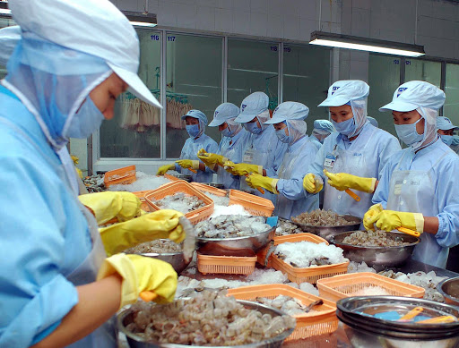 Chế biến tôm xuất khẩu. Ảnh: Agritrade.