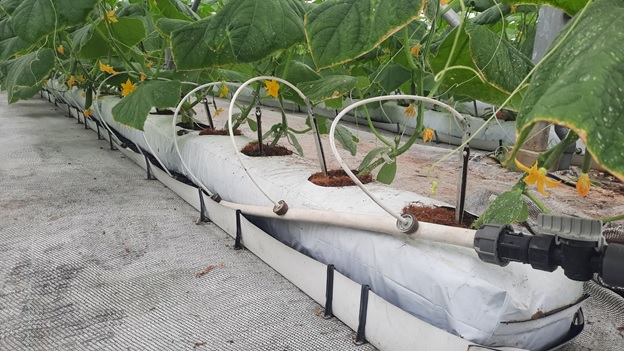 The entire irrigation system of the agricultural area applies Israeli technology. Photo: Nguyen Thanh.
