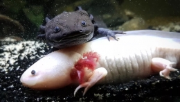 Giống kỳ nhông khổng lồ, dễ thương Axolotls trước nguy cơ biến mất