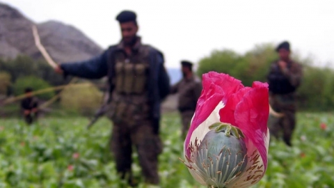 Đằng sau lệnh xóa sổ 'nền kinh tế thuốc phiện' của Taliban