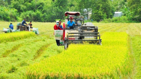 Tự ý chuyển đất trồng lúa sang loại đất khác có thể bị phạt đến 200 triệu đồng