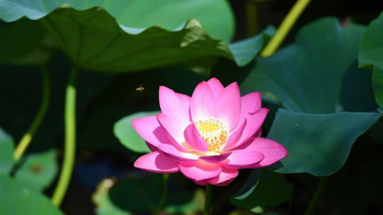 phatgiao.org.vn