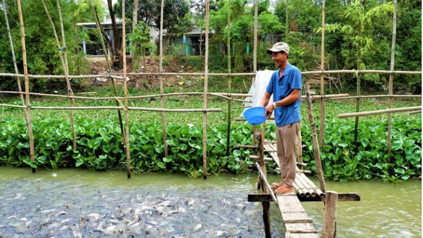 Kỳ lạ hàng nghìn con cá tra kéo đến 'nương nhờ' nhà dân và chỉ ăn chay