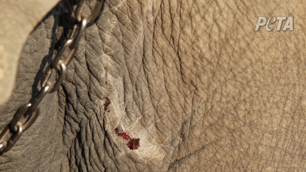 Phẫn nộ cảnh voi bị đánh đập dã man đến đổ máu để làm trò tiêu khiển