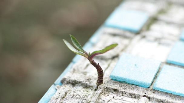 Lớn lên trong cái bóng 'kỳ vọng' của Bố