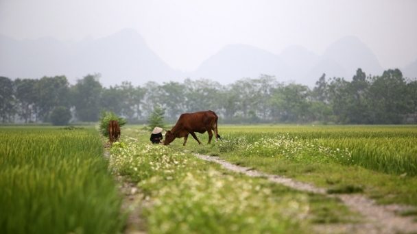 Về lại nhà