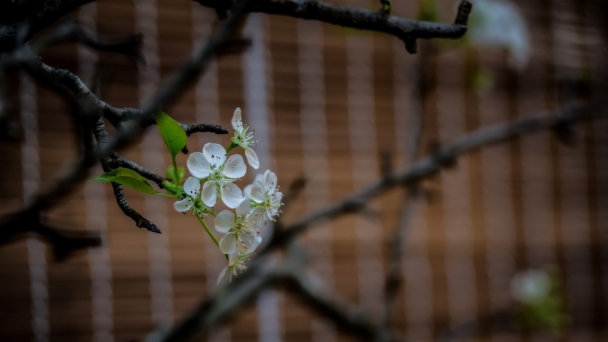 Bớt mong cầu để triệt khổ 