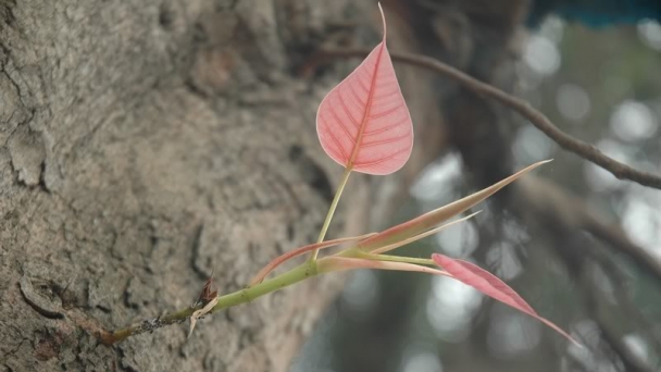 Duy Tâm Quyết