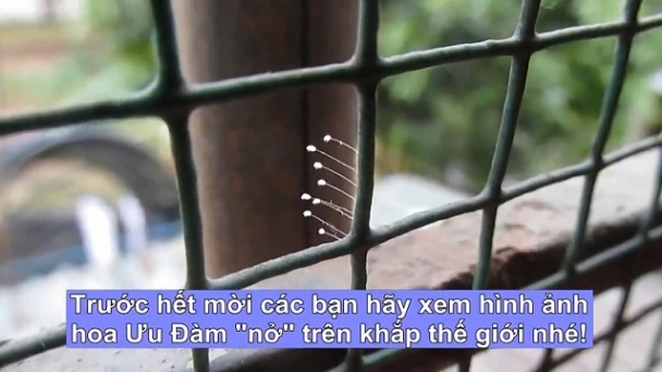 Hoa ưu đàm thật sự là gì?