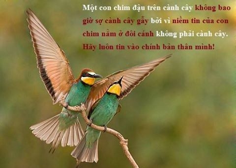 Hãy như con chim không sợ cành cây gãy