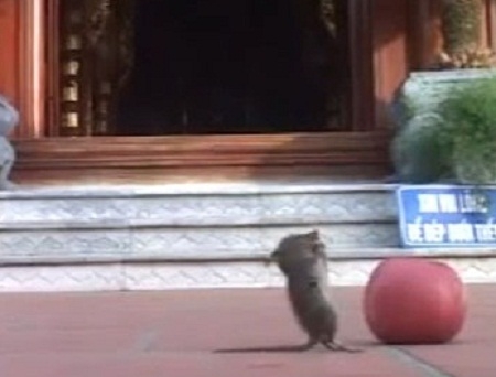 Chuột lạy Phật ở chùa Cái Bầu: Có thật hay trò đùa?