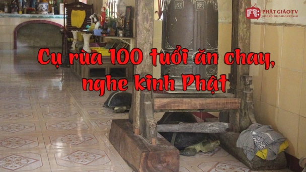 Chuyện kỳ bí miền Tây: Cụ rùa 100 tuổi ăn chay, nghe kinh Phật